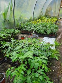 Free Tomato Plants