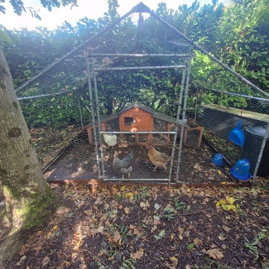 Hens and Hen House