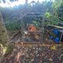 Hens and Hen House Image 3