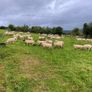 Quality Hoggets Image 9