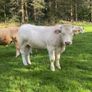 Pedigree Charolais bull Image 5