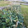 Elaeagnus Hedging Image 3