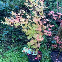 Japanese Maple (Acer)