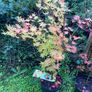 Japanese Maple (Acer) Image 3