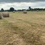 Round bales of quality hay Image 5