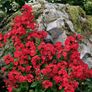 (P) Drummond Phlox Coccinea seeds 0.3g (415618) Image 3