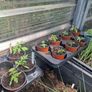 tomato plants 1 euro each Image 2