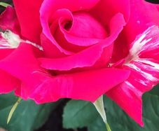 Quality Roses just 15 euro