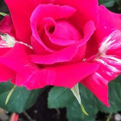 Quality Roses just 15 euro