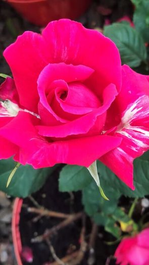 Quality Roses just 15 euro