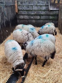 Ram lambs
