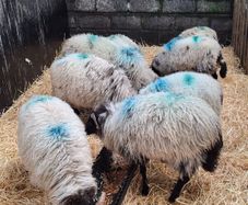 Ram lambs