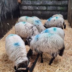 Ram lambs