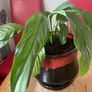 plant Image 6
