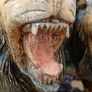 A Magnificent Pair Of Nineteenth Century Hardwood Lions(3.3kgs) Image 4
