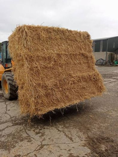 last year's barley straw