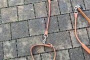dog collar