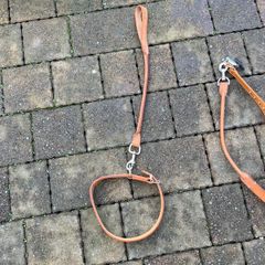 dog collar