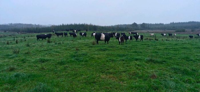 Weanlings