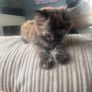 kittens Image 5