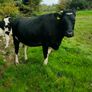 British Fresian springing heifers Image 8