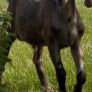 Nubian goat bucklings Image 2