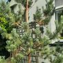 scotts pine trees Image 2