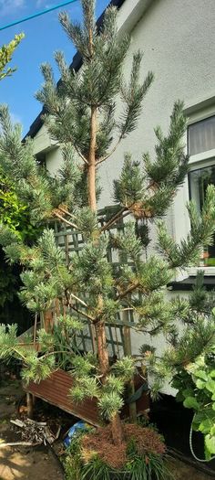scotts pine trees