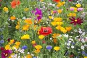 Wildflower seeds