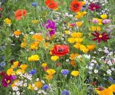 Wildflower seeds