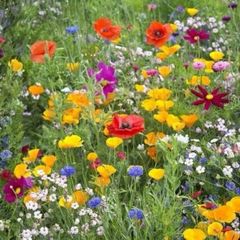 Wildflower seeds
