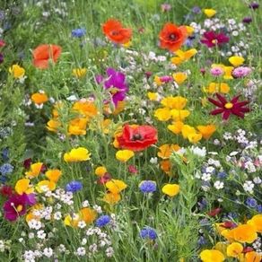 Wildflower seeds