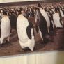 Penguins Jigsaw Book for Sale Image 6