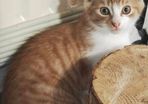 Beautiful Kitten for Adoption (Via Roscommon SPCA Only)