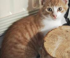 Beautiful Kitten for Adoption (Via Roscommon SPCA Only)