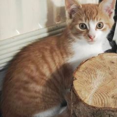 Beautiful Kitten for Adoption (Via Roscommon SPCA Only)
