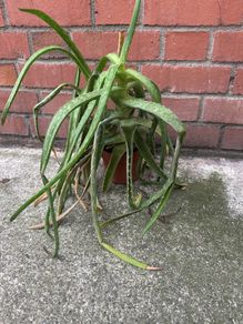 aloe vera plant (needs love)