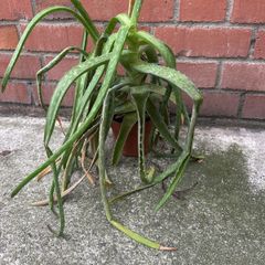 aloe vera plant (needs love)