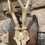 Roe Deer Antlers Image 2