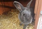 rabbits