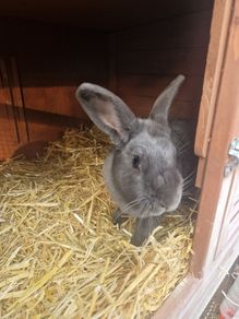 rabbits