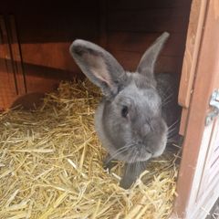 rabbits