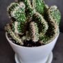 Mammillaria elongata cristata Image 2