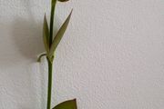 Tall hoya densifolia