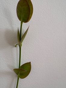 Tall hoya densifolia