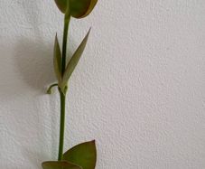 Tall hoya densifolia