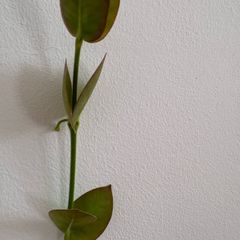 Tall hoya densifolia