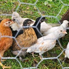 Chicks