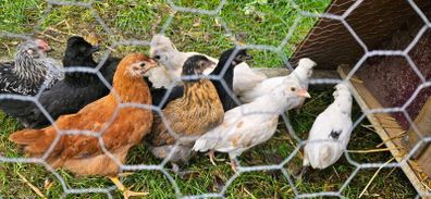 Chicks