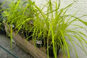 garden plants